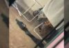 Onça é encontrada embaixo de varal de roupas em casa de Foz do Iguaçu