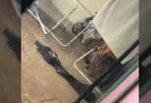 Onça é encontrada embaixo de varal de roupas em casa de Foz do Iguaçu