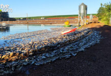 Produtor perde 900 mil kg de tilápia após falhas no fornecimento de energia