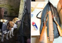 Megaoperação combate caça ilegal, tráfico de armas e de animais no Paraná e outros dois estados Operação mira caçadores ilegais — Foto: Mayara Morais/Delegacia Meio Ambiente