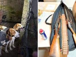 Megaoperação combate caça ilegal, tráfico de armas e de animais no Paraná e outros dois estados Operação mira caçadores ilegais — Foto: Mayara Morais/Delegacia Meio Ambiente