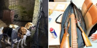 Megaoperação combate caça ilegal, tráfico de armas e de animais no Paraná e outros dois estados Operação mira caçadores ilegais — Foto: Mayara Morais/Delegacia Meio Ambiente