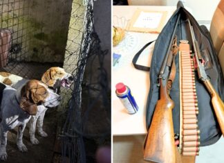 Megaoperação combate caça ilegal, tráfico de armas e de animais no Paraná e outros dois estados Operação mira caçadores ilegais — Foto: Mayara Morais/Delegacia Meio Ambiente