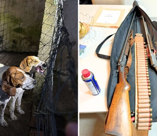 Megaoperação combate caça ilegal, tráfico de armas e de animais no Paraná e outros dois estados Operação mira caçadores ilegais — Foto: Mayara Morais/Delegacia Meio Ambiente