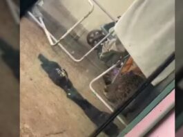 Onça é encontrada embaixo de varal de roupas em casa de Foz do Iguaçu