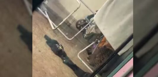 Onça é encontrada embaixo de varal de roupas em casa de Foz do Iguaçu