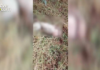 Onça-parda ataca animais em propriedade rural de Toledo