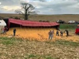 Carreta com 750 sacas de milho tomba em estrada rural de Toledo