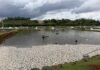Falta de energia provoca morte de até 400 mil peixes em criadouro no Paraná
