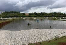 Falta de energia provoca morte de até 400 mil peixes em criadouro no Paraná