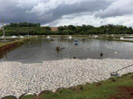 Falta de energia provoca morte de até 400 mil peixes em criadouro no Paraná