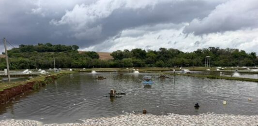 Falta de energia provoca morte de até 400 mil peixes em criadouro no Paraná