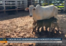 Vaca dá à luz quatro bezerros em uma única gestação no Paraná