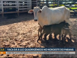 Vaca dá à luz quatro bezerros em uma única gestação no Paraná