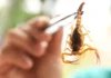 Acidentes com abelhas, aranhas, escorpiões e serpentes batem recorde no Paraná