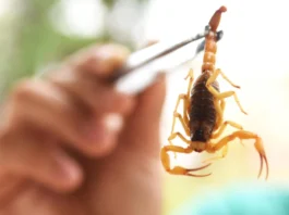 Acidentes com abelhas, aranhas, escorpiões e serpentes batem recorde no Paraná